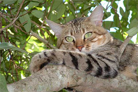 Illustration for article titled Caturday - Felis sylvestris lybica Edition